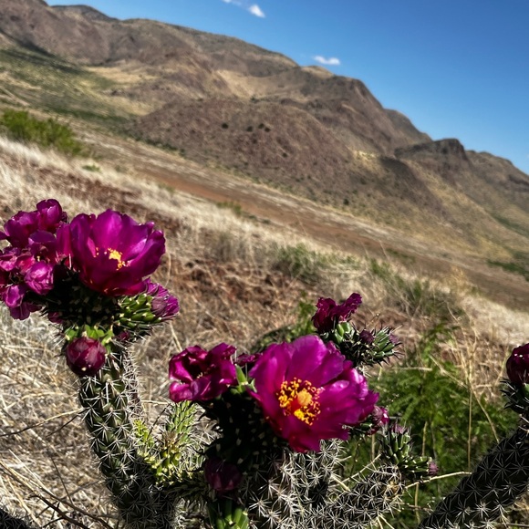 Meet your Posher, Kim - Picture 4 of 5